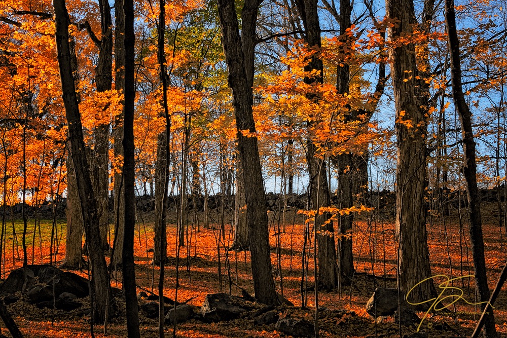 Warm light on what's left of the fall foliage.