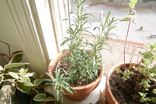 rosemary grows with other houseplants 