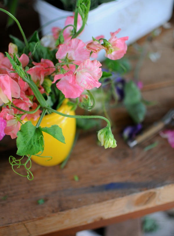 sweet peas on potting bench