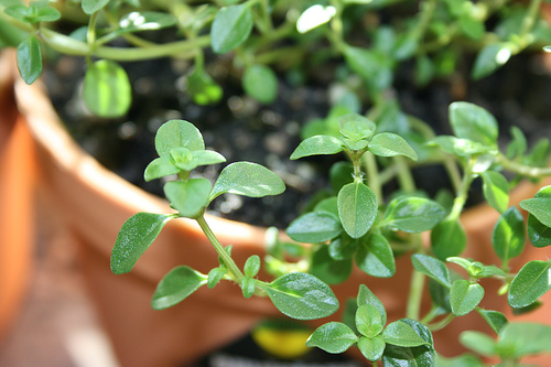 Thyme plant growing indoors for year-round flavor