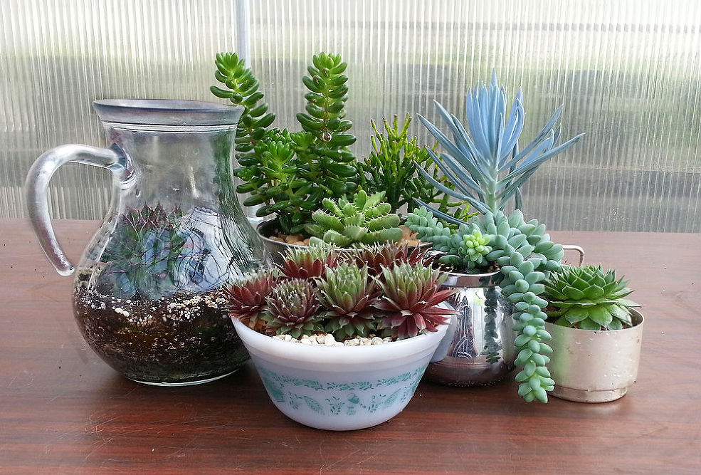Assortment of Potted Succulents