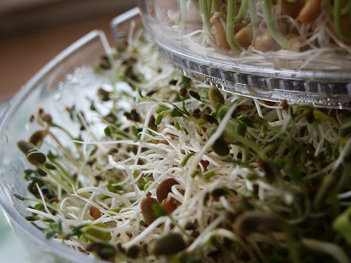 Growing Sprouts in a Jar