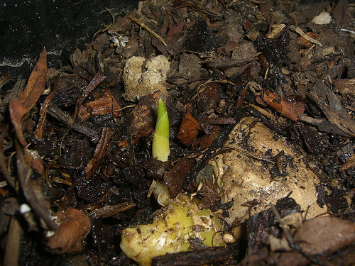 Ginger sprouting