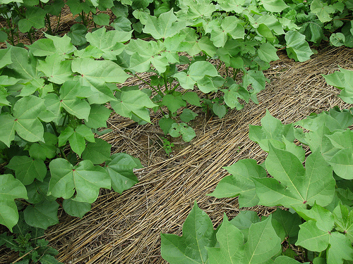 Cover crop photo from USDA NRCS soil health program