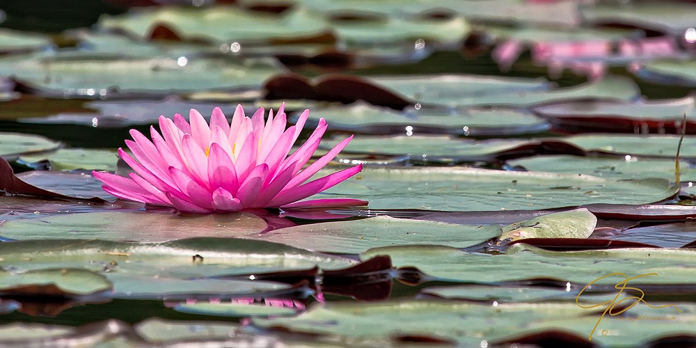 Down low with a hot pink water lily.