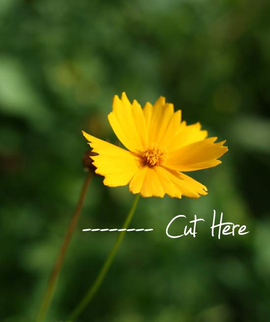 deadheading a yellow flower