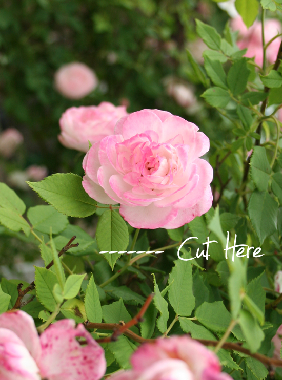 Deadheading a rose