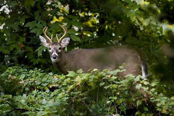 Wildlife photography of deer
