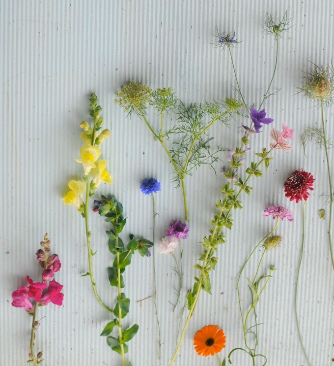 Cut flowers from hardy annual plants