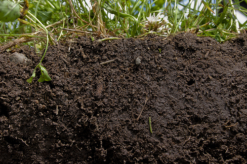 Healthy soil is the result of growing cover crops