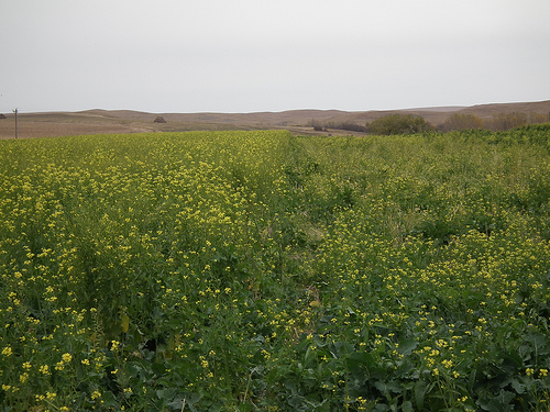 A mustard field in South Dakota shows cover crops