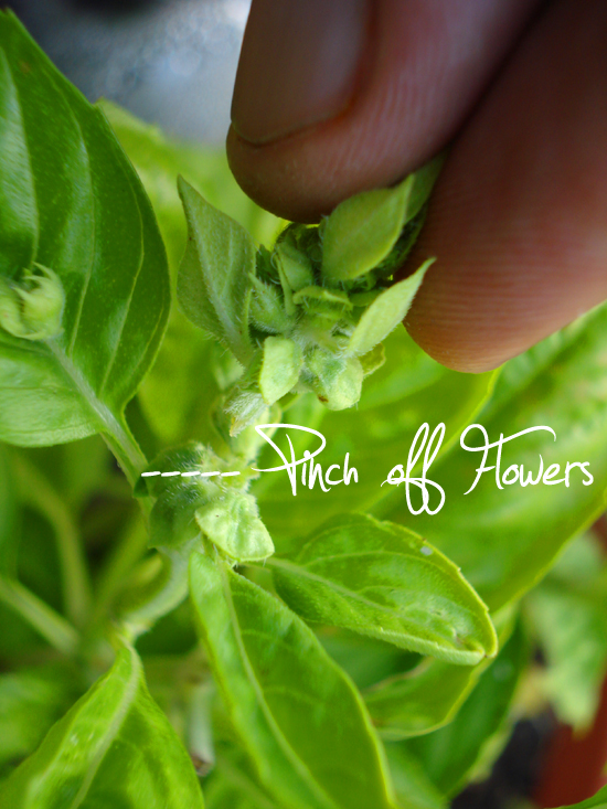 Pinching basil flowers