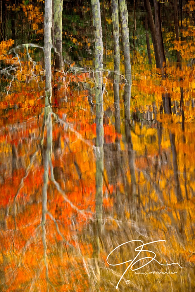 Autumn Forest Reflection