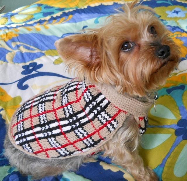 Barkberry Dog Sweater knitting pattern