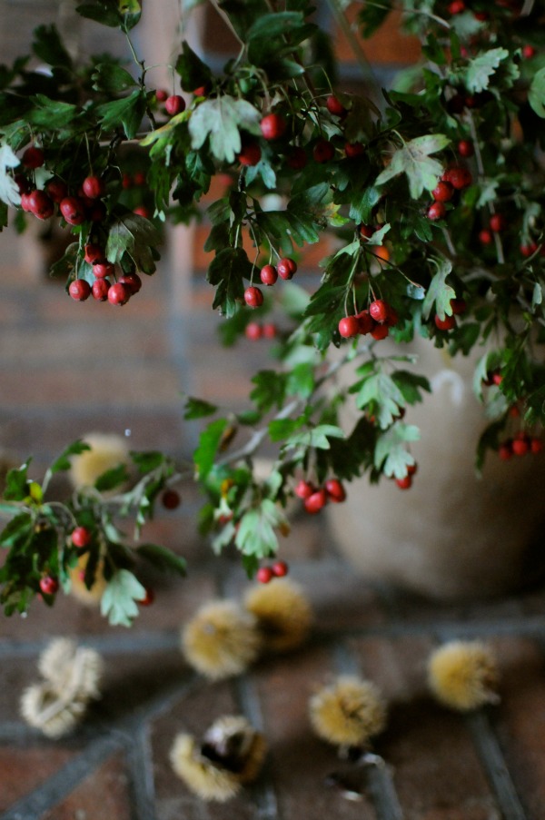 hawthorne berries