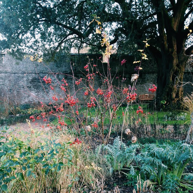 Rosehip bush