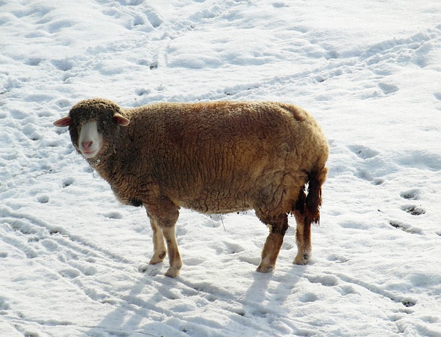 Sheep in the snow