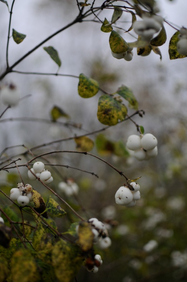 snowberries