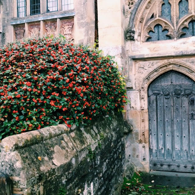 Cotoneaster bush outside a cathedral