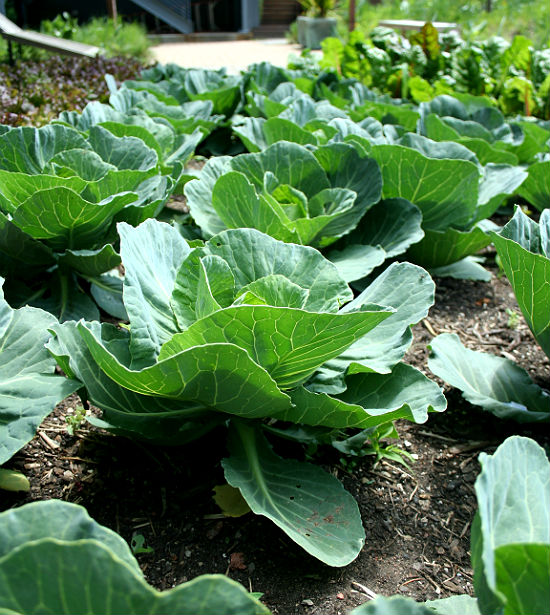 Cabbage plants