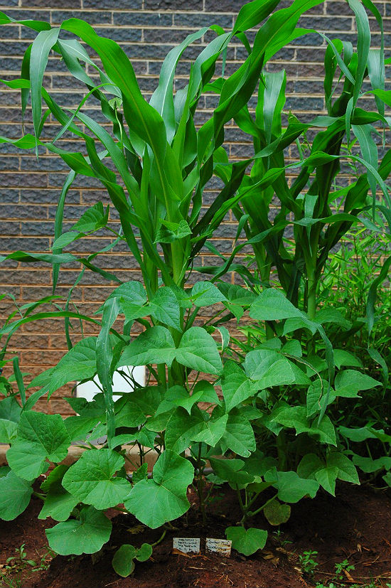 the three sisters garden