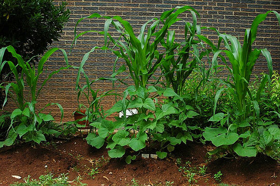 Three Sisters Garden