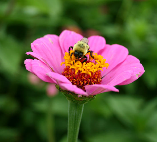 Zinnia