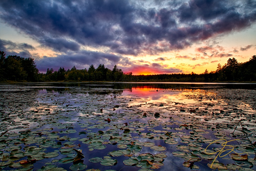 Lily Pad Sunset