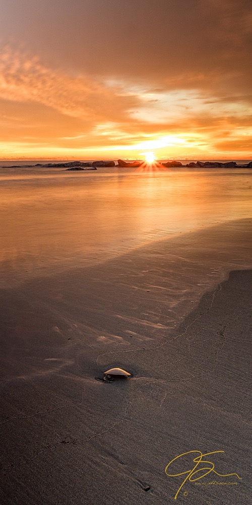 Seashell On The Shore At Sunrise