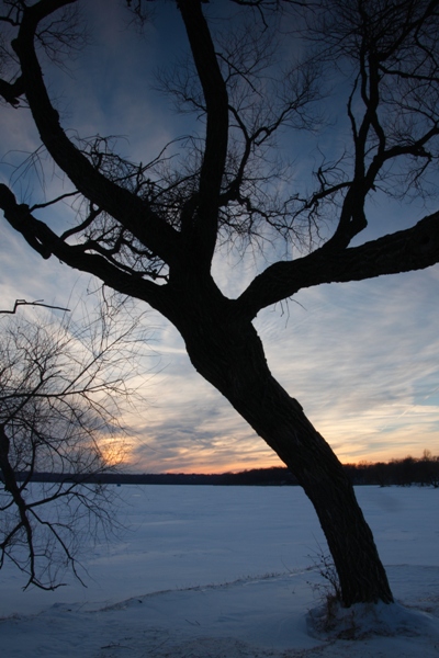 Silhouette of a tree near a lake in the fading light of twilight