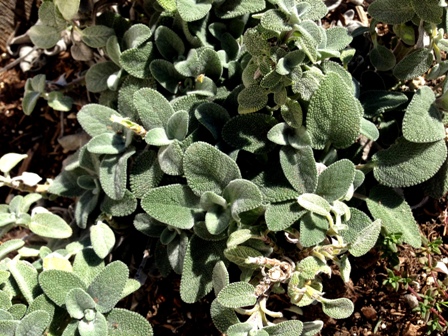Sage is drought tolerant and good for a water-wise garden