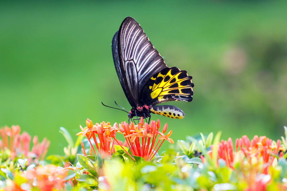 Butterfly photo