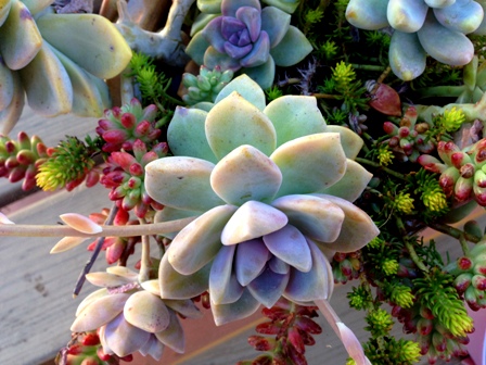 Succulents are ideal for water-wise gardens