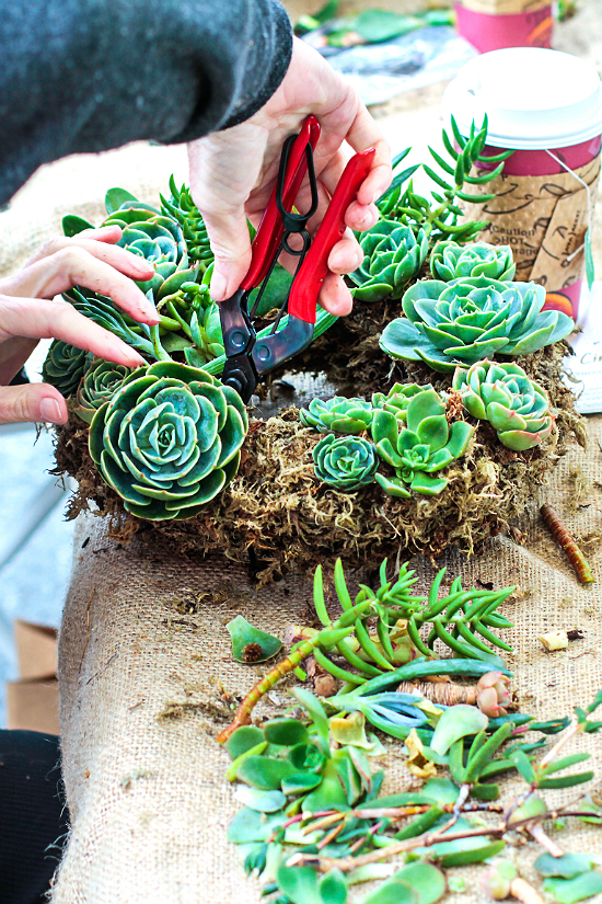 Adding Succulents to Your Wreath