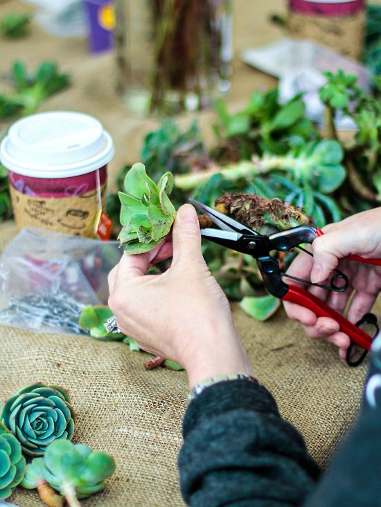 Cleaning Cuttings for Succulent Wreath