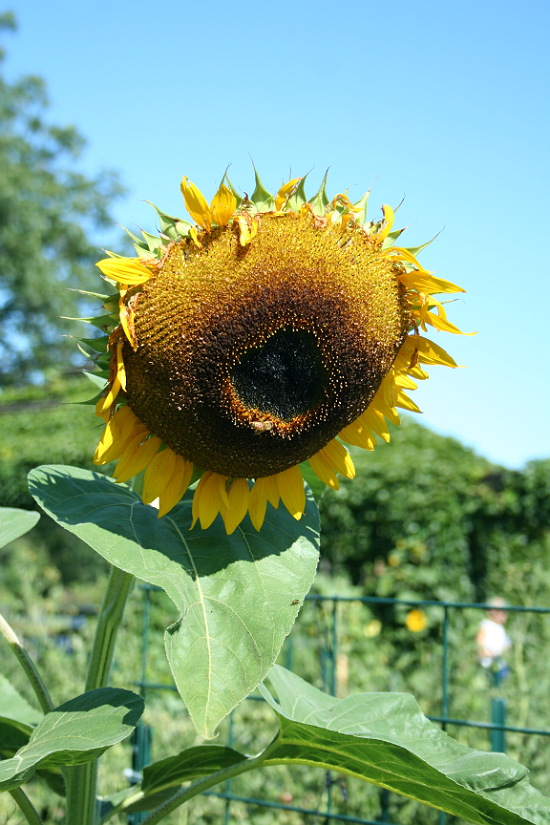 Giant Sunflower