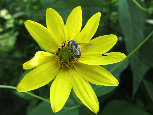 Helianthus divaricatus (woodland sunflower) are native plants for the garden