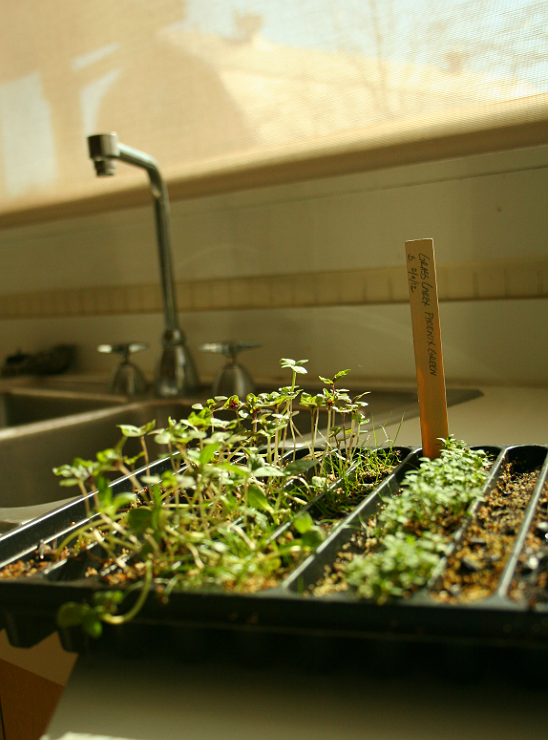 Indoor Vegetable Garden Starts