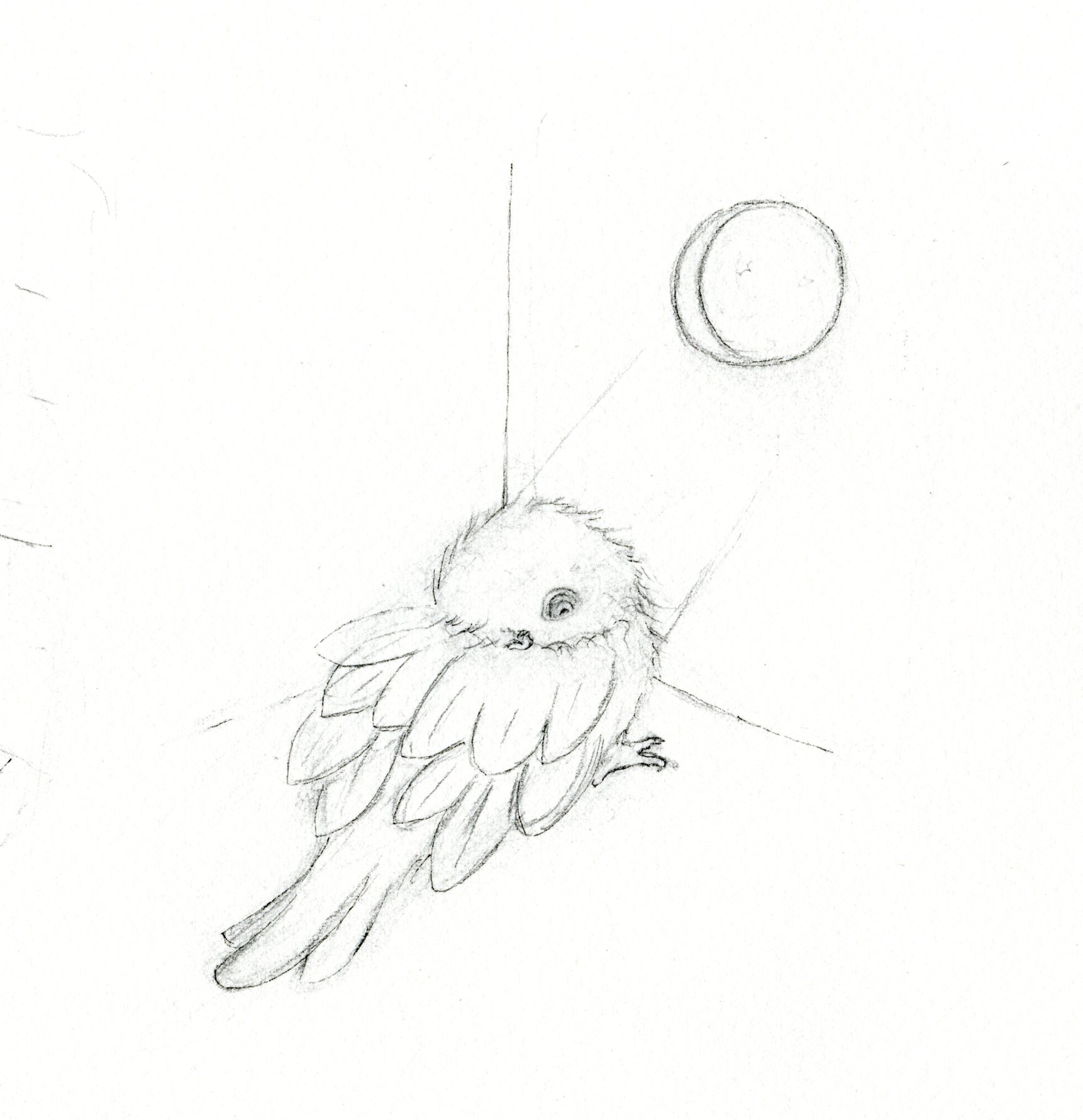 sketch of sleeping bird