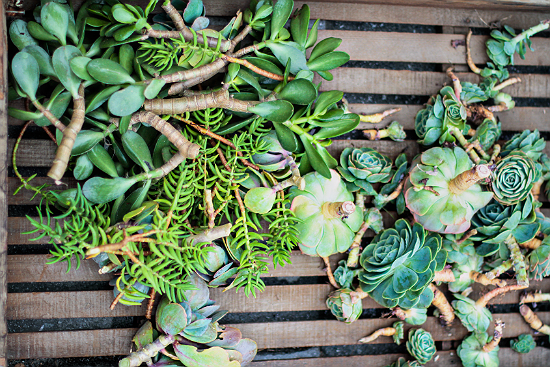 Succulent Cuttings For Wreath