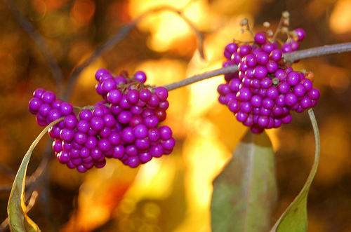 Beautyberry is a native plant in the SE United States