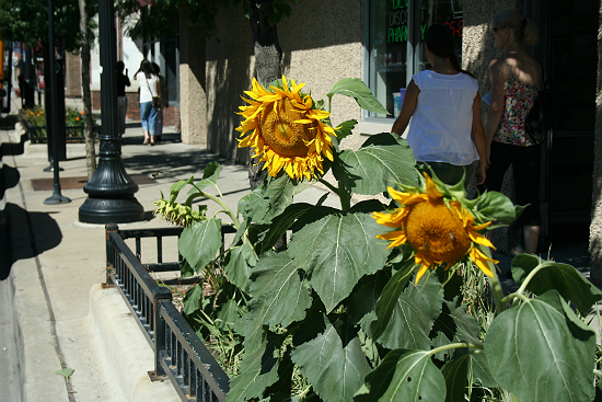 Urban Sunflower