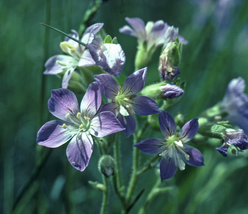 Washington polemonium (Polemonium pectinatum) is one of the native plants that belong in your garden