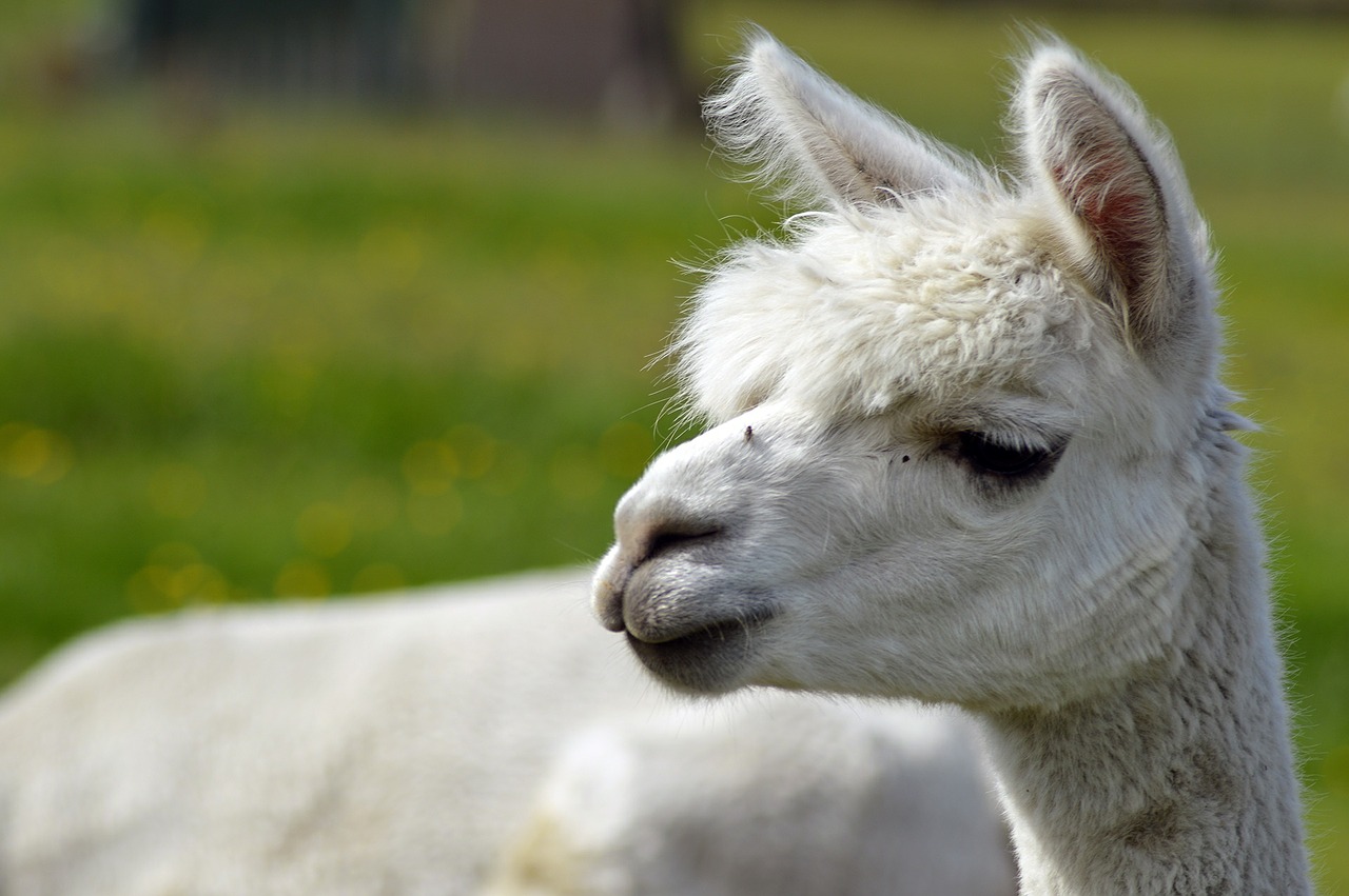 alpaca-424831_1280-pixabay
