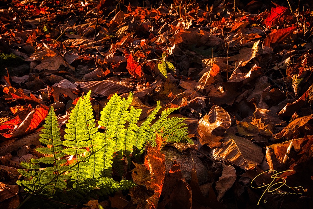 Backlit Fern On The Forest Floor