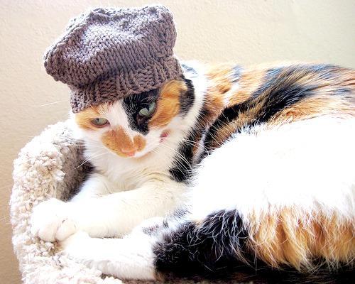 Four Cornered Cat Hat knitting pattern
