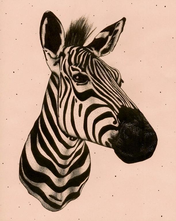 Zebra