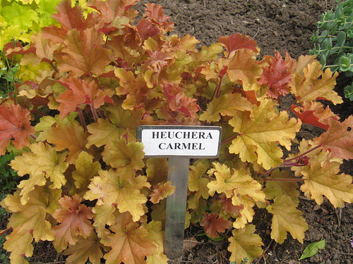 heuchera-carmel is a shade-loving plant