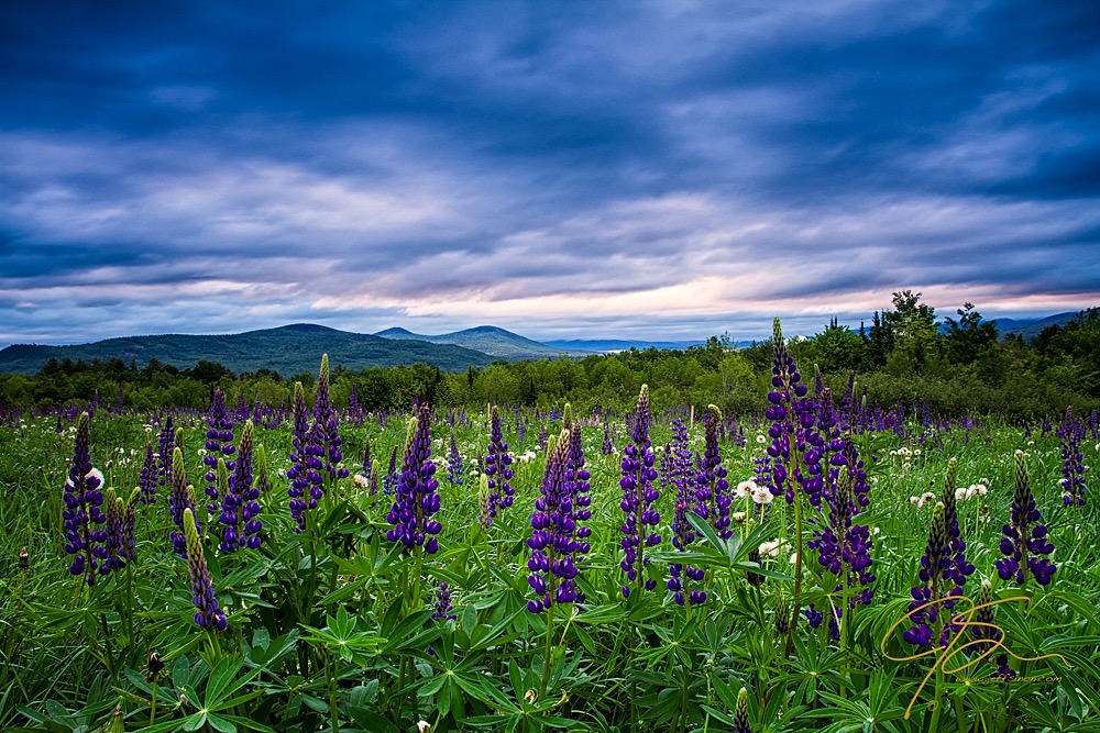 Sampler Field Lupine Under Cloudy Skies.