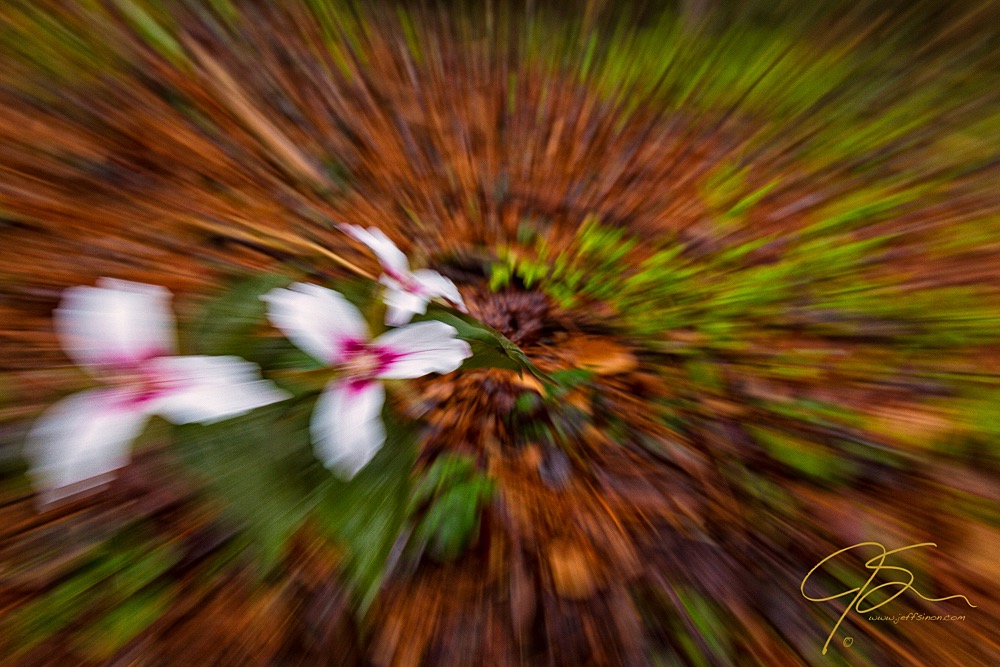 Three painted trillium flowers on the forest florr. Zoomed during exposure.